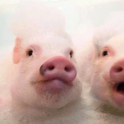 Trần Văn Cảnh avatar